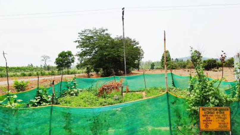 Story 3: Nutrition Garden – Practical pathway for address malnutrition