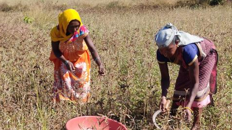 Story 2 – Use of improved practices and seeds in Fingermillet