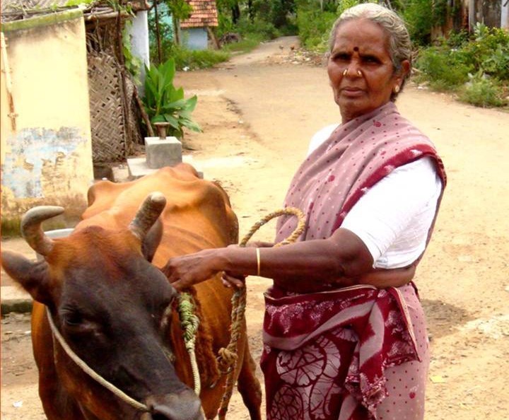 Enhancing Livelihoods of Rural Women through Livestock Farming | M S ...