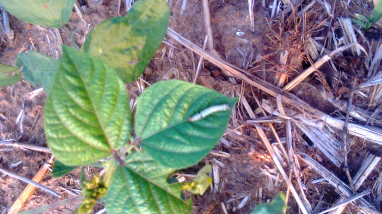 Timely intervention saves green gram from pod borer