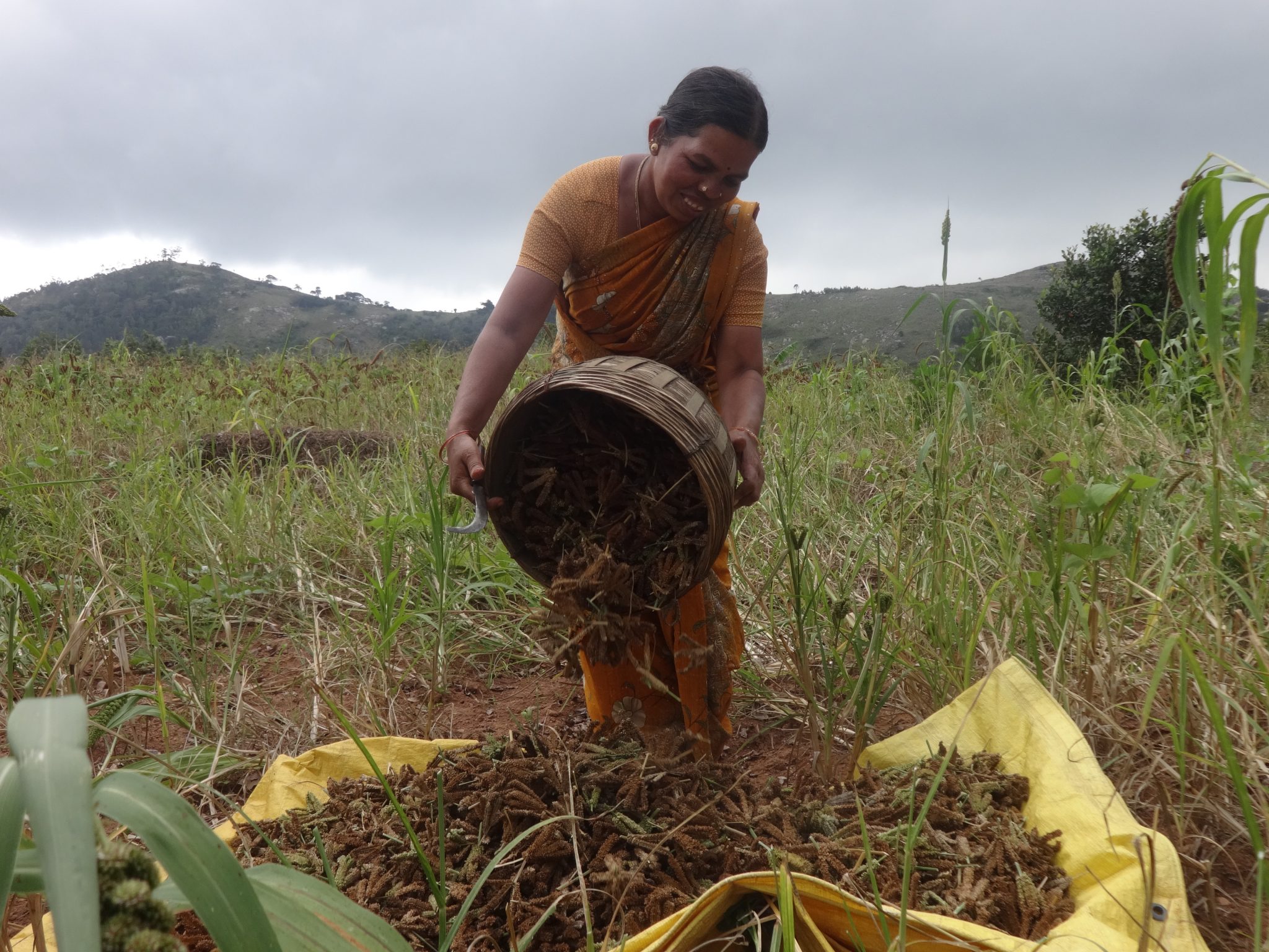 Enhancing conservation and use of nutritious and underutilised millets in family farms