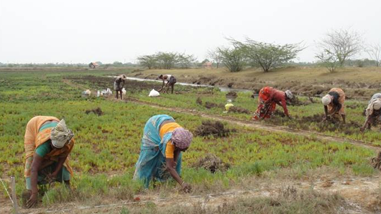 MSSRF completes mangrove restoration work in three states