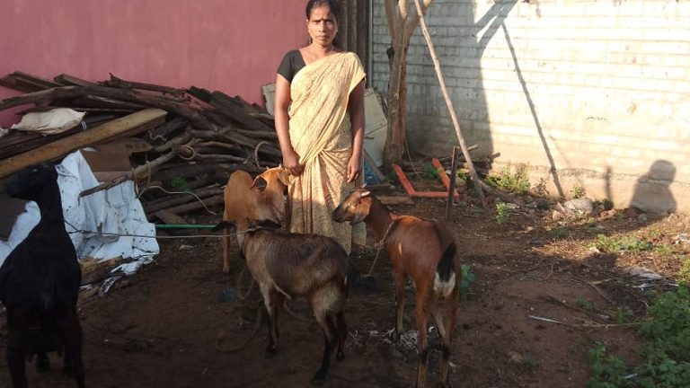 How collectives are improving the livelihoods and well-being of single women: learning from Puducherry