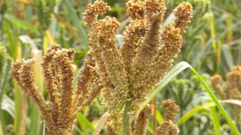 This farmer producer company is saving the vanishing millet diversity