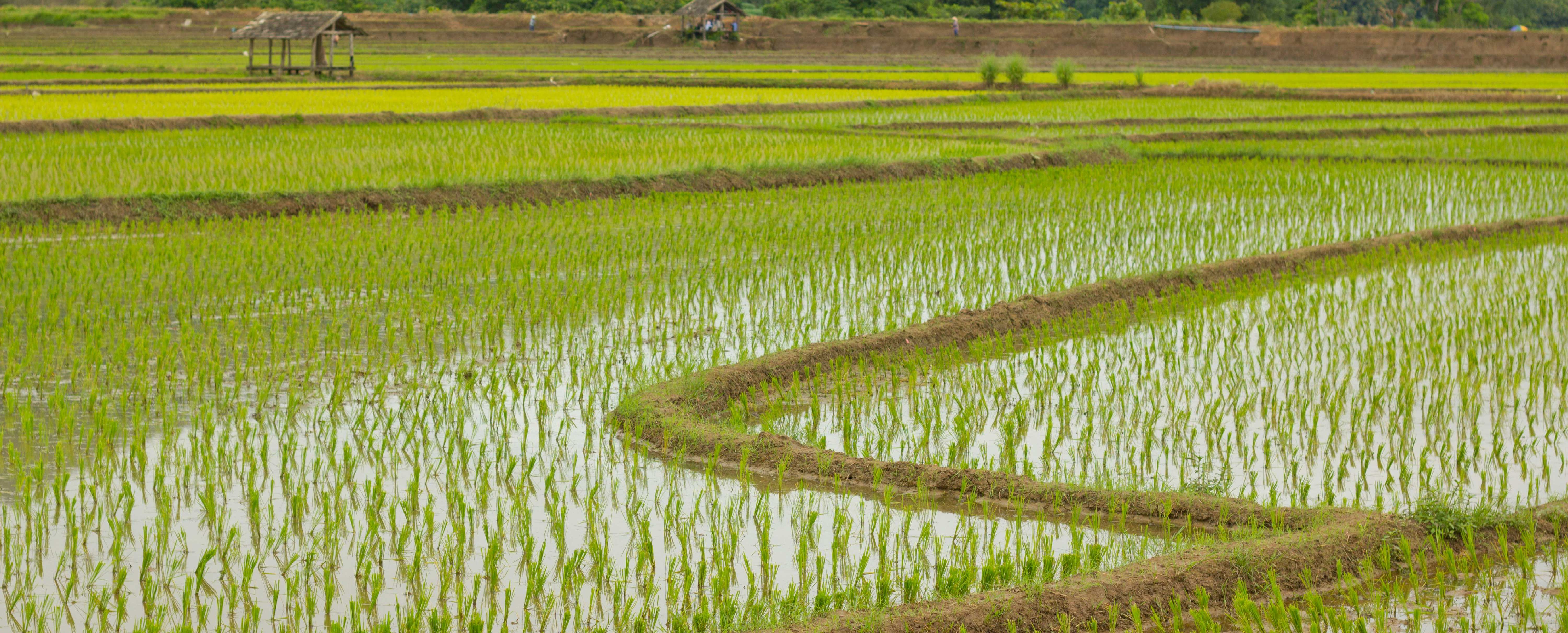 Paddy Field