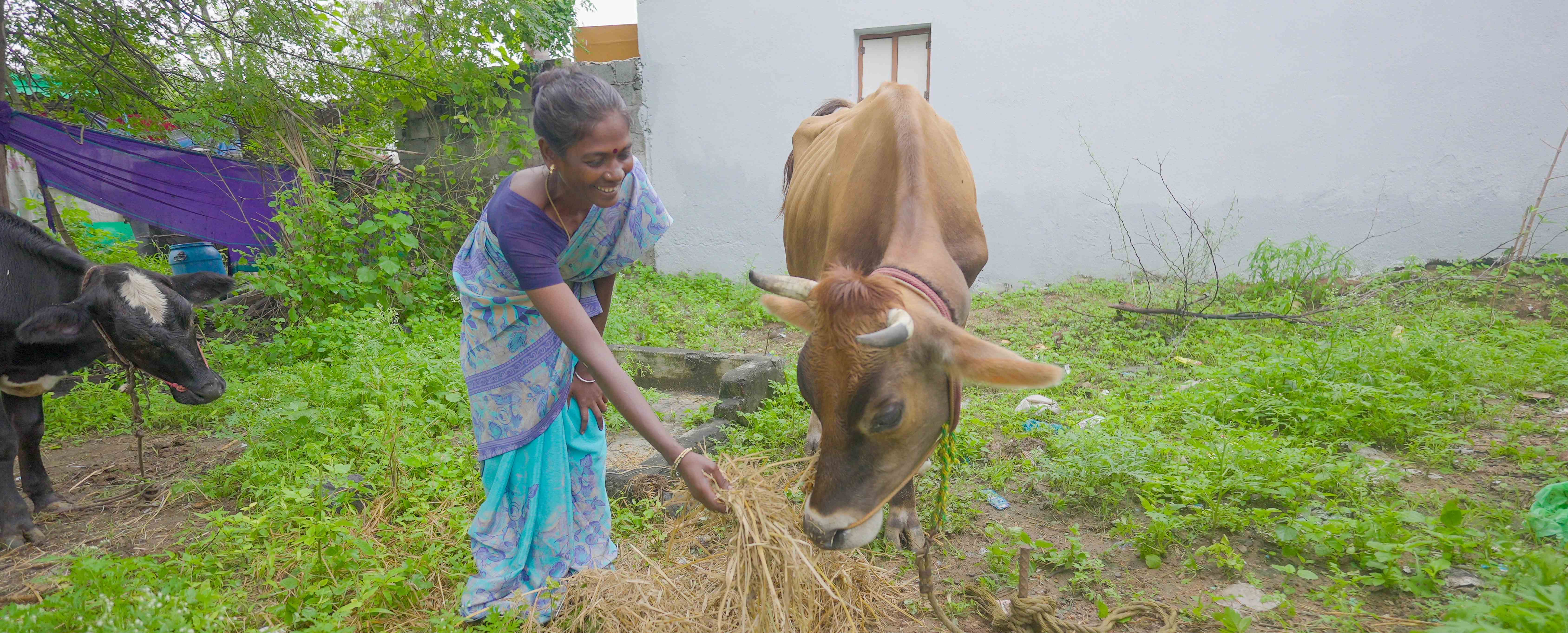 Neela, a small-scale dairy farmer from Manikaraiyanpattai village in Dindigul district, Tamil Nadu, feeds her cow 