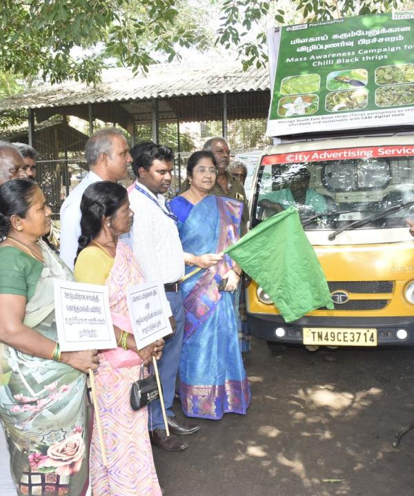 MSSRF and CABI’s joint efforts on a Mass Awareness Campaign for South Asian Black Thrips in Chilli using CABI digital tools