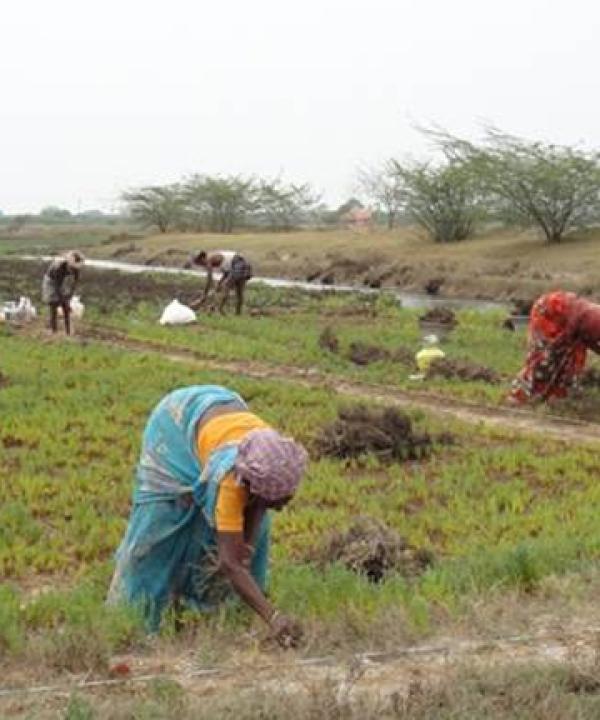 MSSRF completes mangrove restoration work in three states