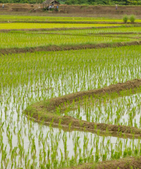 Paddy Field