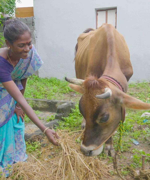 Neela, a small-scale dairy farmer from Manikaraiyanpattai village in Dindigul district, Tamil Nadu, feeds her cow 
