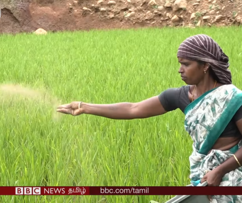 A migrant farmer