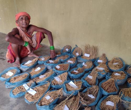 More than 70 landraces of paddy varieties have been conserved by Tulasa