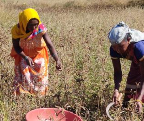 Story 2 – Use of improved practices and seeds in Fingermillet