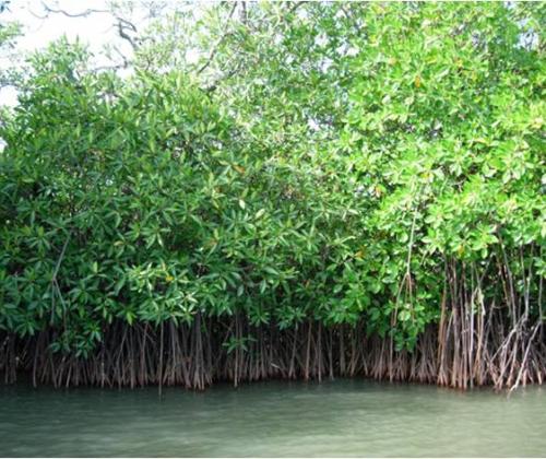 Unexplored mangrove soils harbour novel microbial groups with multiple functions