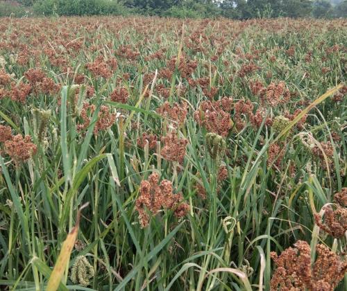 Beneficial bacteria for sustainable crop production in smallholder agroecosystems