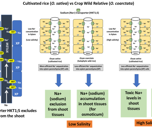 Adaptive traits for salinity tolerance in coastal rice landraces and halophytic rice wild relative