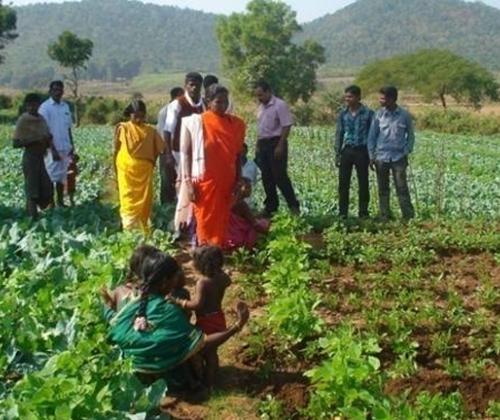 Inception of New Projects in Koraput District of Odisha under the auspices of MSSRF Regional Centre, Jeypore