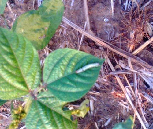 Timely intervention saves green gram from pod borer
