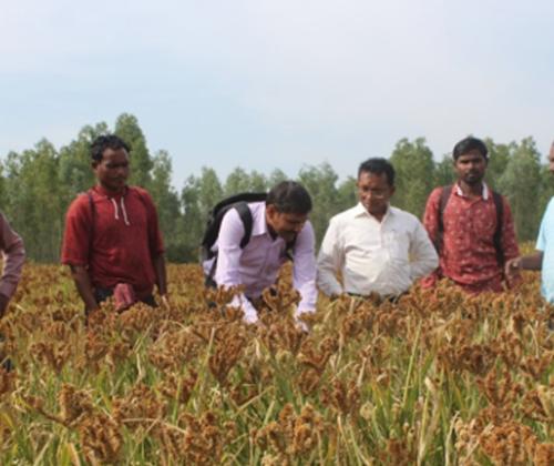 For improved seeds through participatory seed system delivery