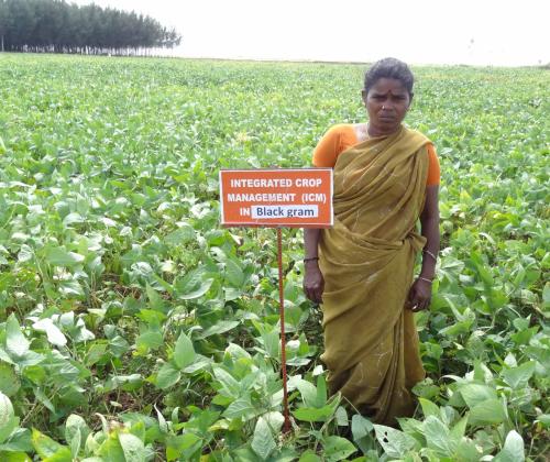 Promoting Pulses for Sustainable Food Systems