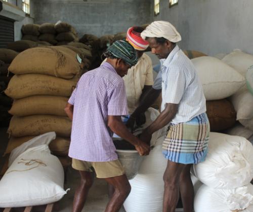 Better income for black gram farmers