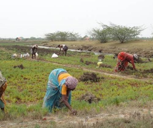 MSSRF completes mangrove restoration work in three states