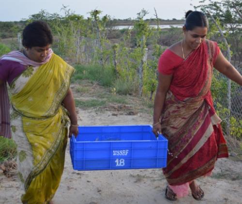 Empowering coastal rural women through fish culture