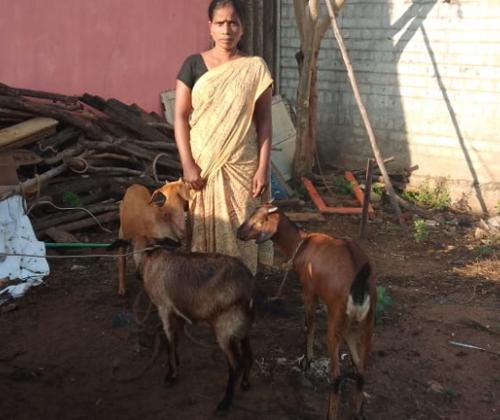 How collectives are improving the livelihoods and well-being of single women: learning from Puducherry