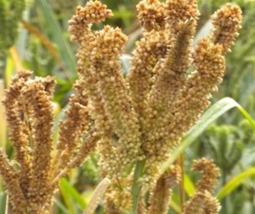 This farmer producer company is saving the vanishing millet diversity