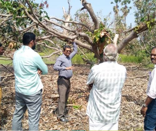 Agronomic rehabilitation measures of ‘Gaja’ affected regions in Nagapattinam and Thanjavur Districts