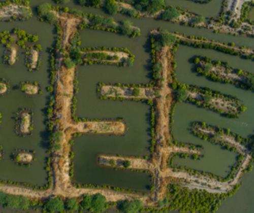 Integrated mangroves fishing is the best model to mitigate climate change impact in coastal areas