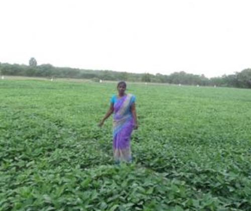 Mailam block: MSSRF’s intervention transformed water-scarce to water abundant