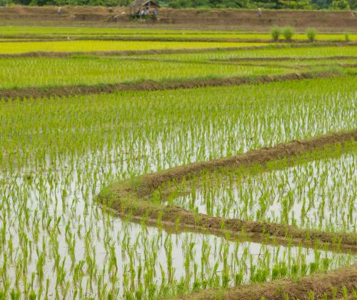 Paddy Field