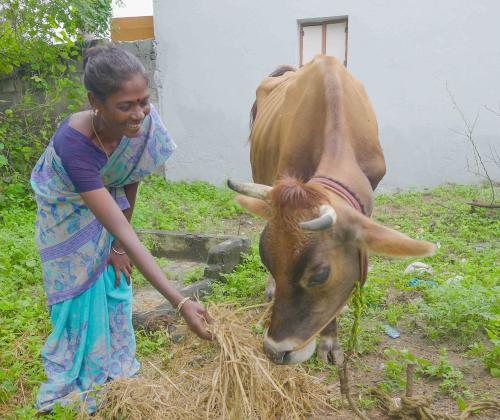 Neela, a small-scale dairy farmer from Manikaraiyanpattai village in Dindigul district, Tamil Nadu, feeds her cow 